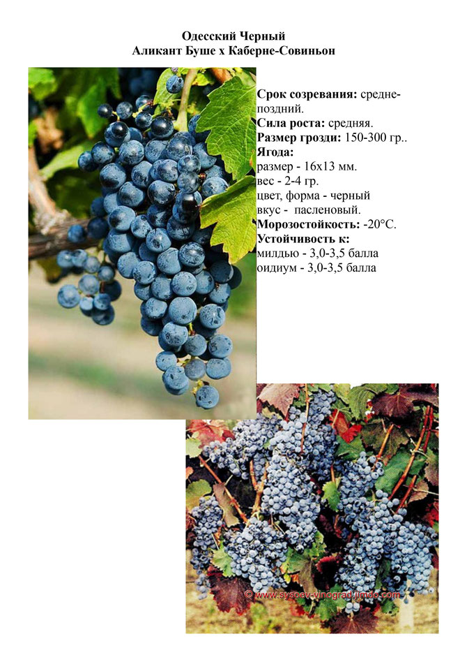 Виноград, саженцы винограда Одесский Черный, винный виноград,  украина,  измаил