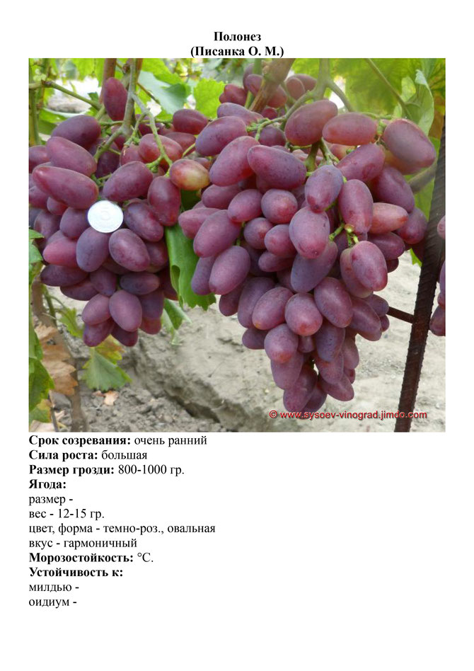 Виноград, саженцы винограда Полонез, очень ранний виноград,  украина,  измаил