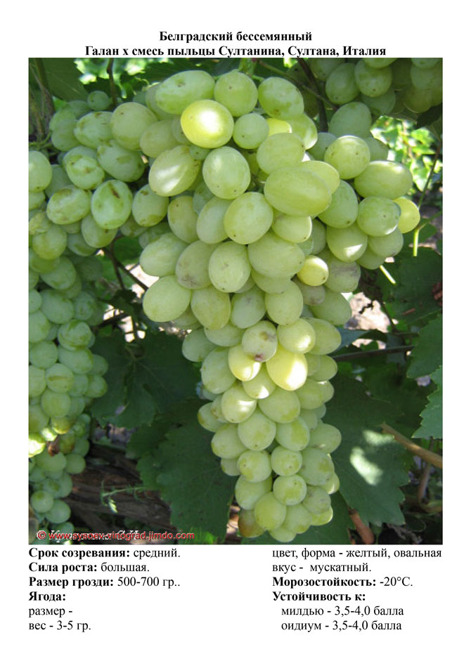 Виноград, саженцы винограда Белградский бессемянный, средний виноград,  украина,  измаил