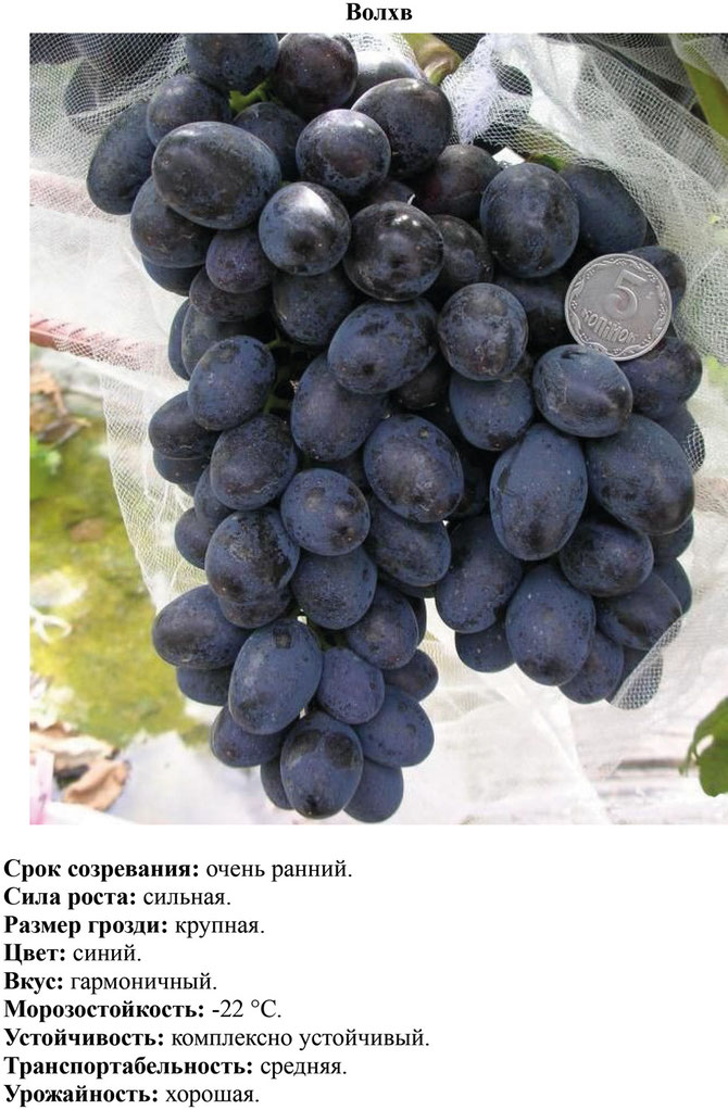 Купить саженцы винограда сорта Волхв