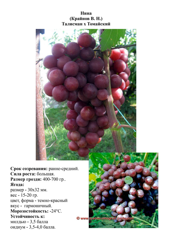 Виноград, саженцы винограда Нина, ранне-средний виноград,  украина,  измаил