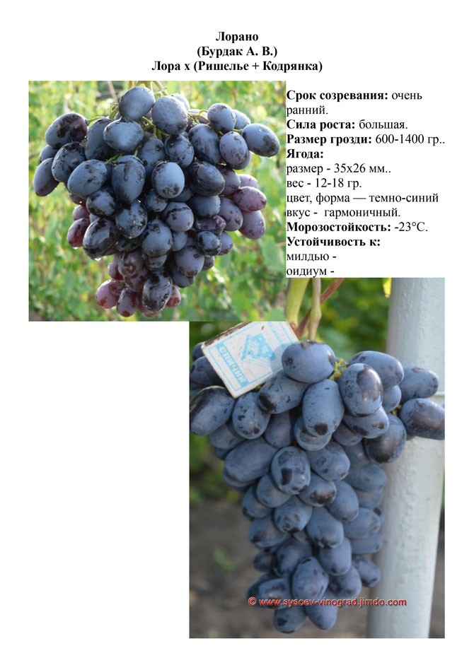 Виноград, саженцы винограда Лорано, очень ранний виноград,  украина,  измаил
