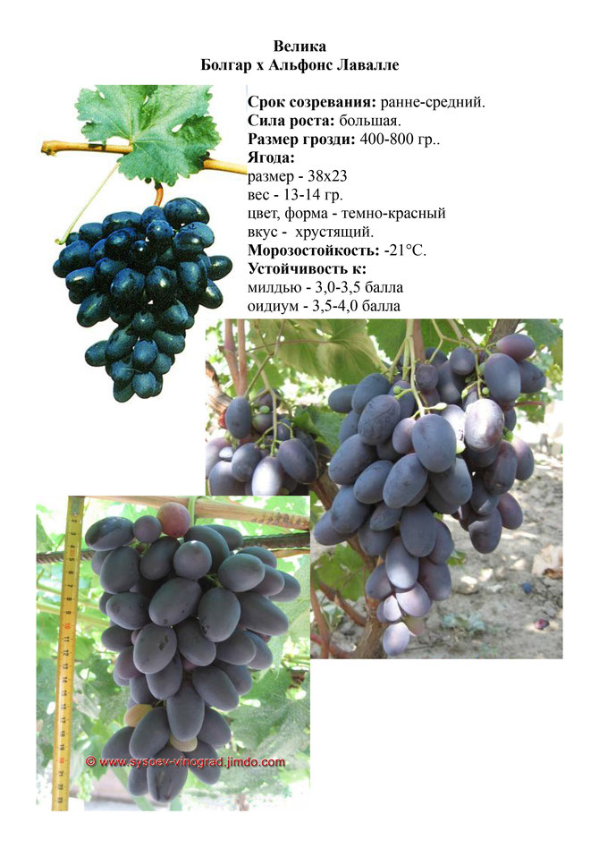 Виноград, саженцы винограда Велика, ранне-средний виноград,  украина,  измаил