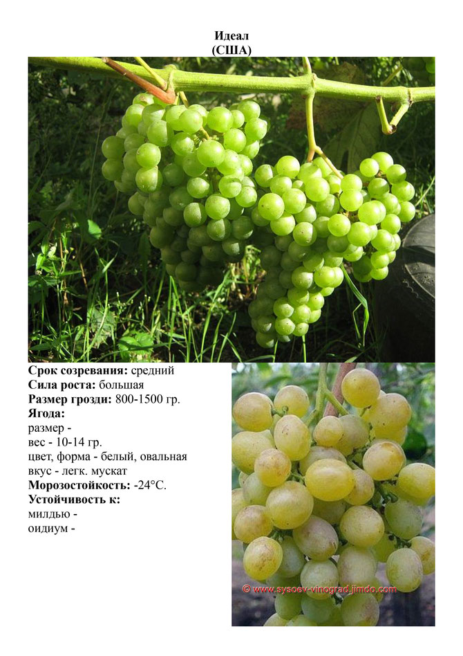 Виноград, саженцы винограда Идеал, средний виноград,  украина,  измаил