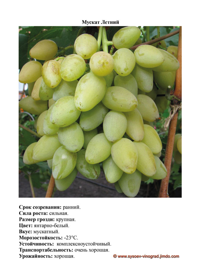 виноград мускат медовый описание сорта. виноград изюмский мускат. виноград мускат белый сверхранний. виноград сорт медовая королева. виноград мускат медовый описание сорта.