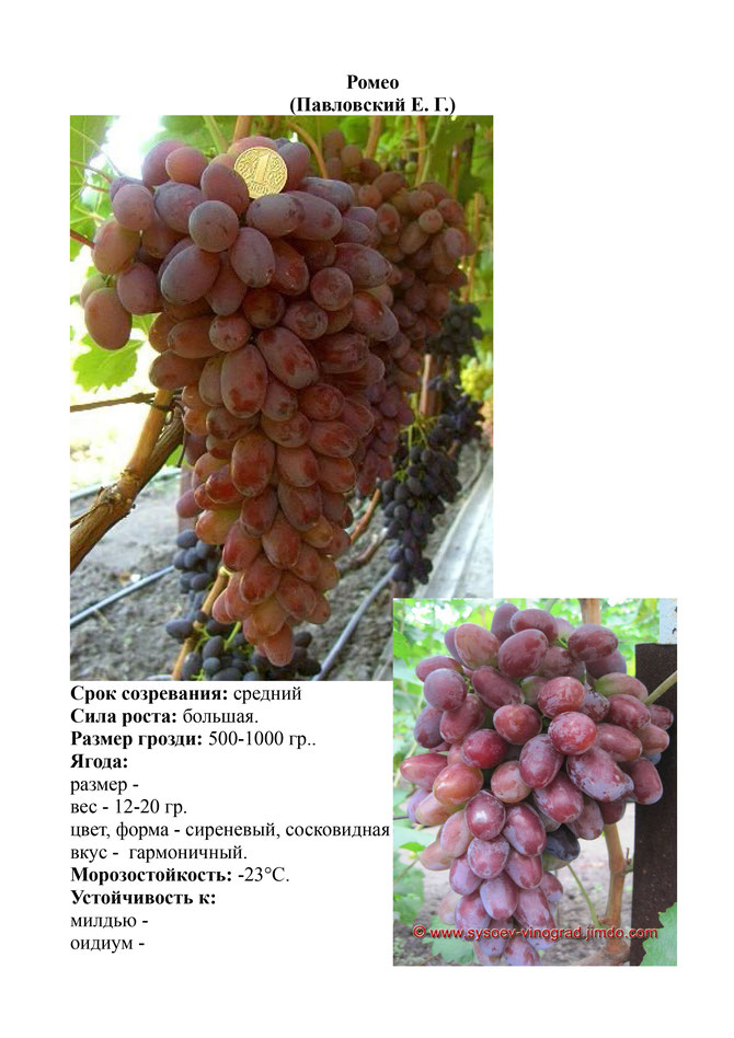 Виноград, саженцы винограда Ромео, очень ранний виноград,  украина,  измаил