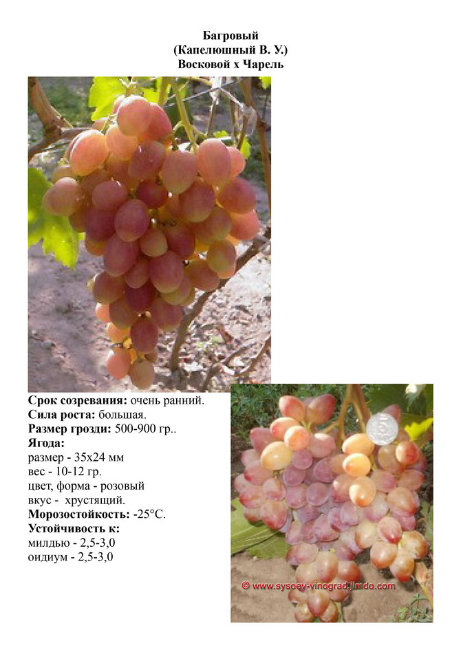 виноград саженцы винограда Багровый очень ранний виноград саженцы винограда украина саженцы винограда измаил