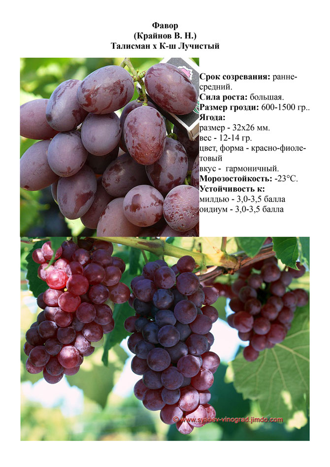 Виноград, саженцы винограда Фавор, ранне-средний виноград,  украина,  измаил