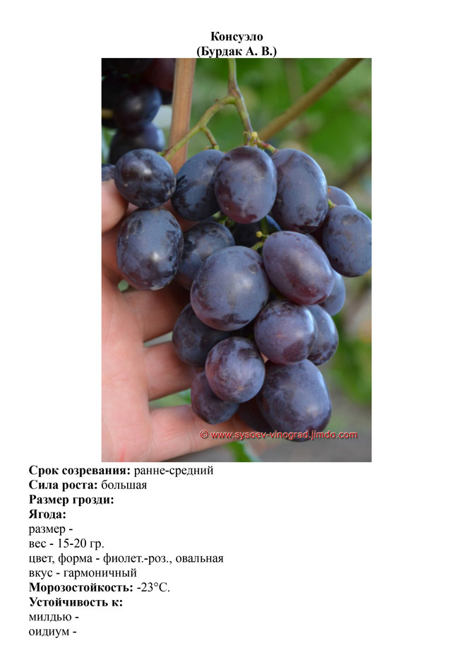 Виноград, саженцы винограда, Консуэло, ранне-средний виноград,  украина,  измаил