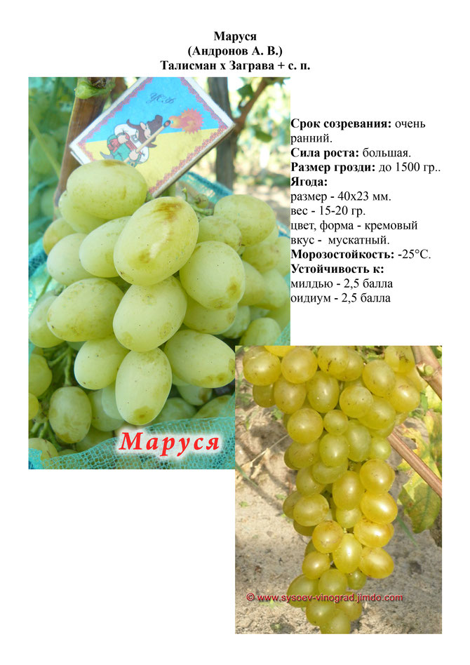 Виноград, саженцы винограда Маруся, очень ранний виноград,  украина,  измаил