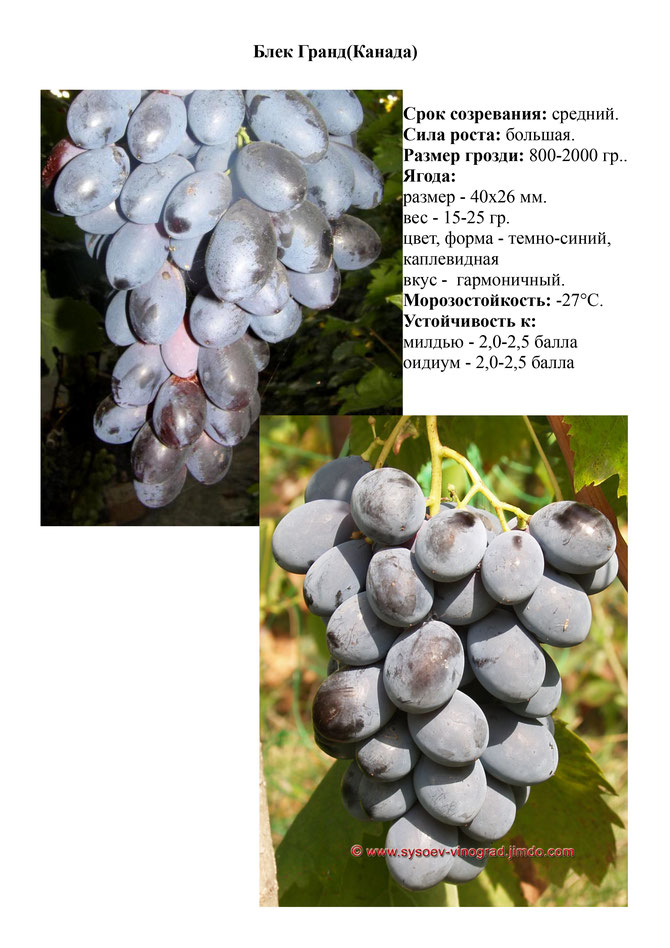Виноград, саженцы винограда Блек Гранд, средний виноград,  украина,  измаил