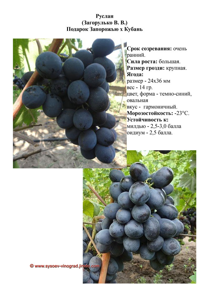 Виноград, саженцы винограда Руслан, очень ранний виноград,  украина,  измаил