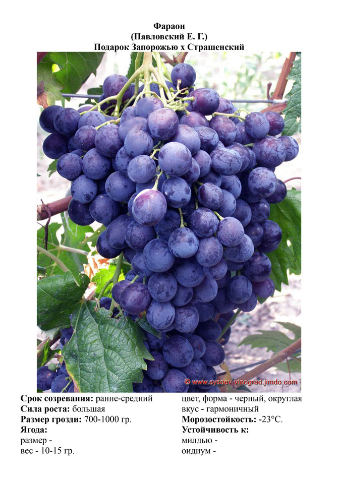 Виноград, саженцы винограда Фараон, ранне-средний виноград,  украина,  измаил