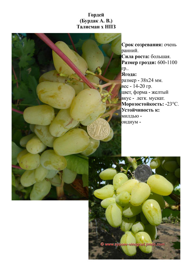 Виноград, саженцы винограда Гордей, очень ранний виноград,  украина,  измаил
