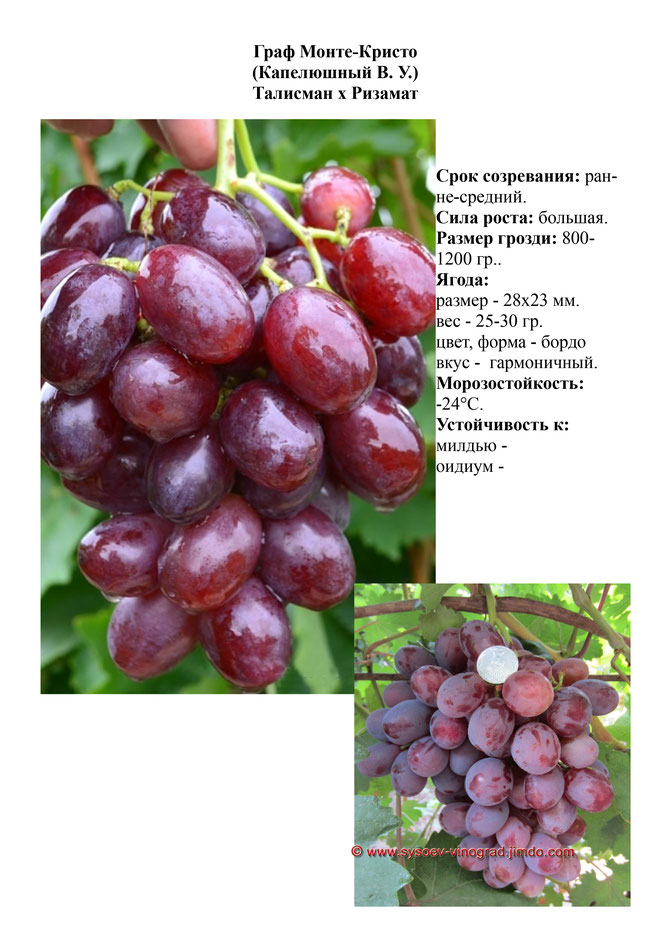 Виноград, саженцы винограда Граф Монте-Кристо, ранне-средний виноград,  украина,  измаил