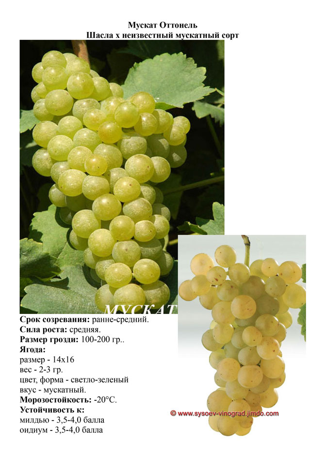 Виноград, саженцы винограда Мускат Оттонель, винный виноград,  украина,  измаил