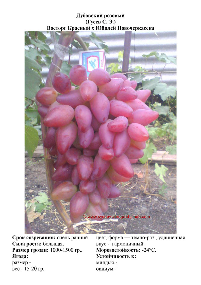 Виноград, саженцы винограда дубовский розовый, очень ранний виноград,  украина,  измаил