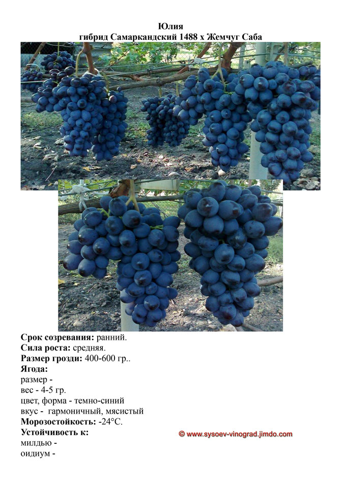 виноград саженцы винограда юлия ранний виноград саженцы винограда украина саженцы винограда измаил