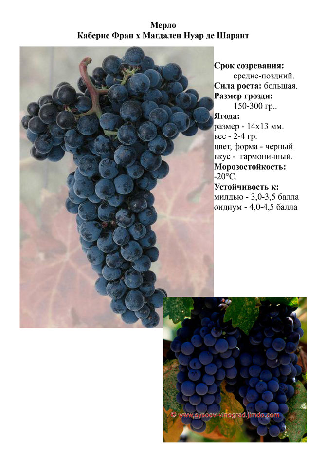 Виноград, саженцы винограда Мерло, винный виноград,  украина,  измаил