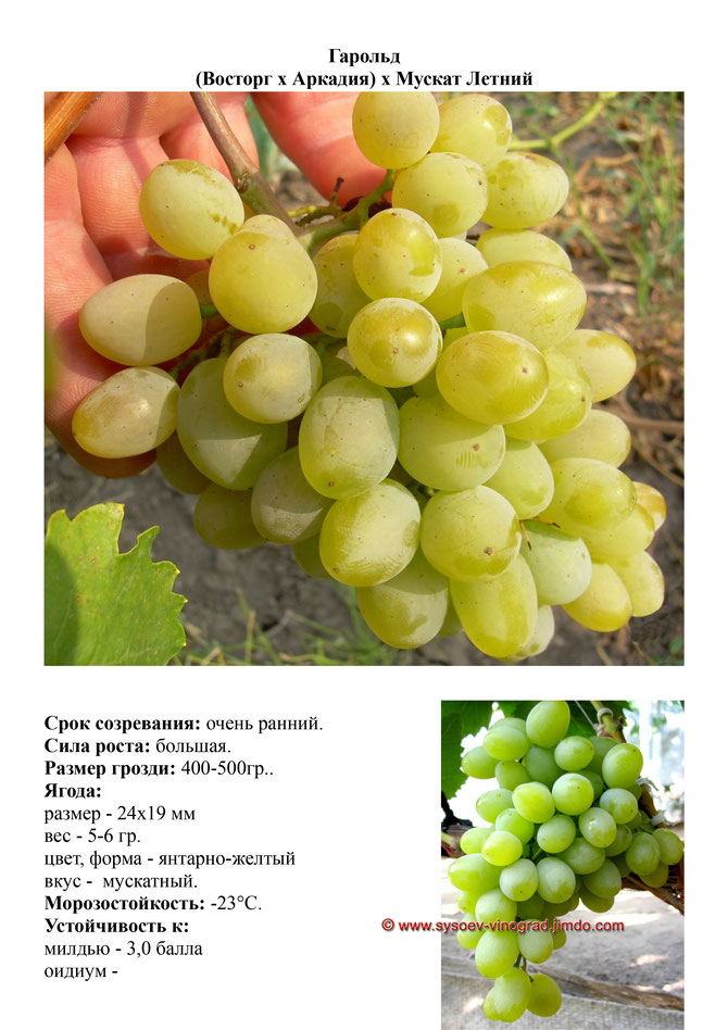 виноград саженцы винограда гарольд очень ранний виноград саженцы винограда украина саженцы винограда измаил