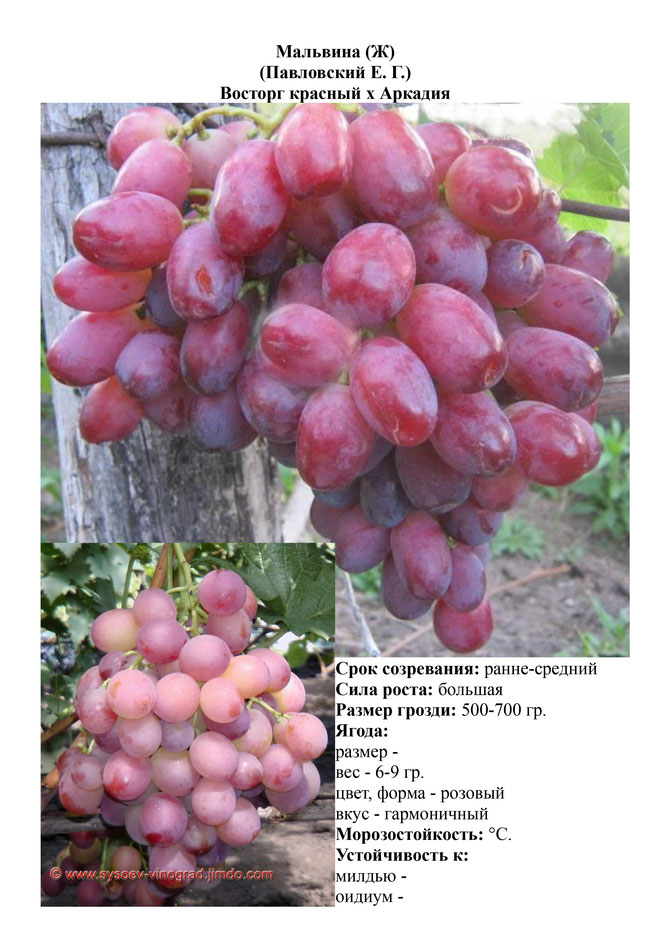Виноград, саженцы винограда Мальвина, ранне-средний виноград,  украина,  измаил