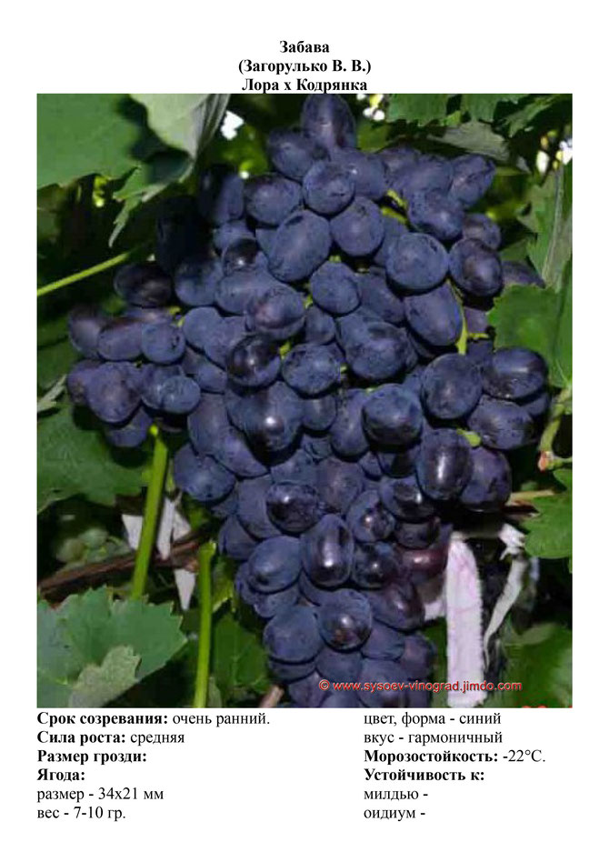 Виноград, саженцы винограда Забава, очень ранний виноград,  украина,  измаил