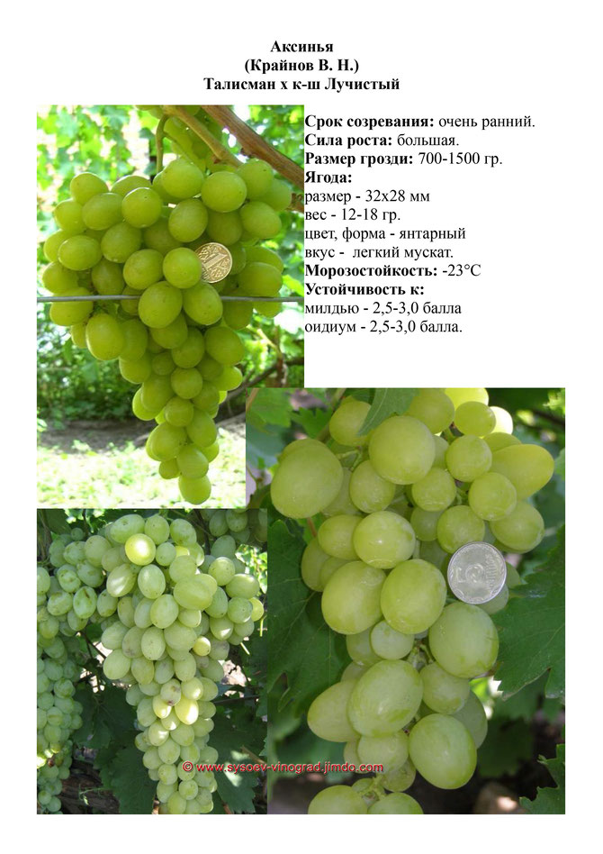 виноград саженцы винограда аксинья очень ранний виноград саженцы винограда украина саженцы винограда измаил