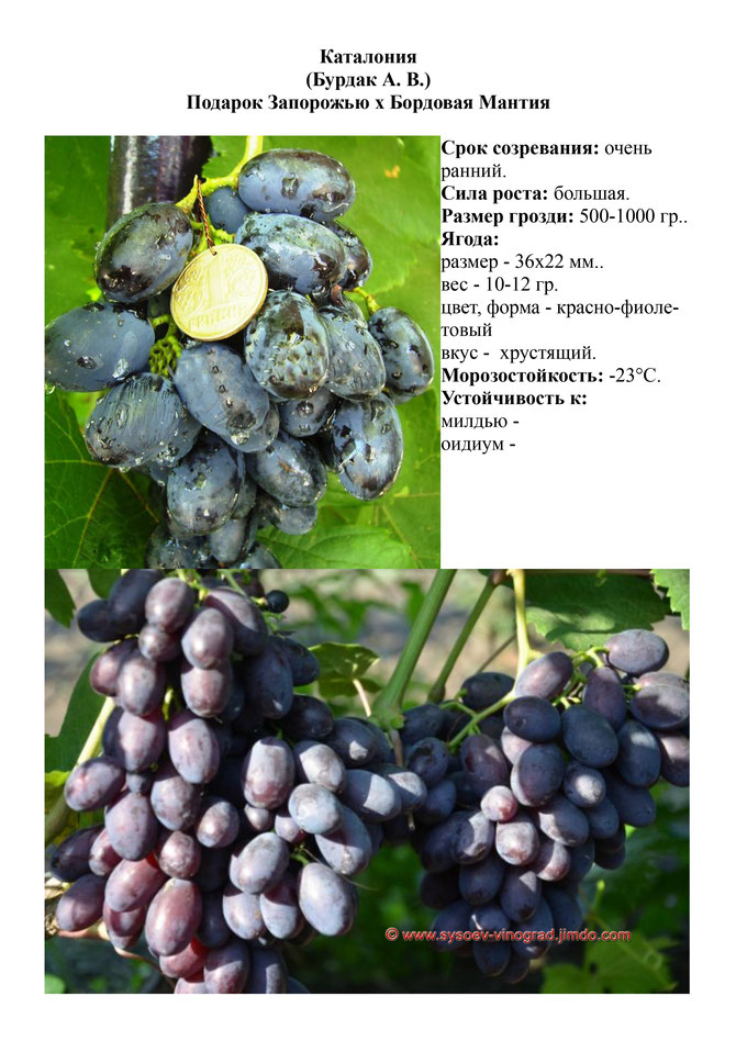 Виноград, саженцы винограда Каталония, очень ранний виноград,  украина,  измаил
