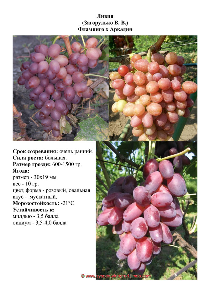 Виноград, саженцы винограда Ливия, очень ранний виноград,  украина,  измаил