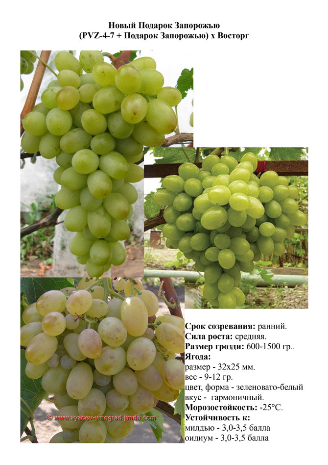 виноград саженцы винограда новый подарок запорожью ранний виноград саженцы винограда украина саженцы винограда измаил