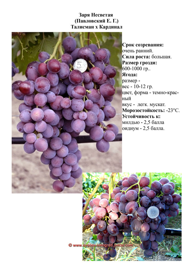 Виноград, саженцы винограда Заря Несветая, очень ранний виноград,  украина,  измаил