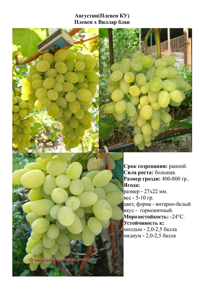 Виноград, саженцы винограда Августин (Плевен КУ), ранний виноград,  украина,  измаил