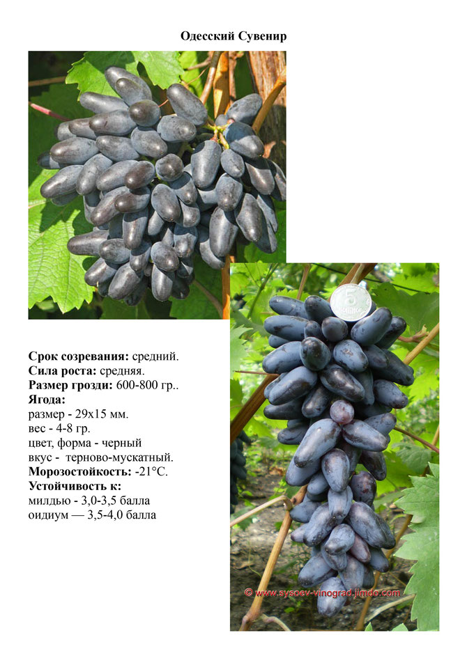 Виноград, саженцы винограда Одесский Сувенир, средний виноград,  украина,  измаил