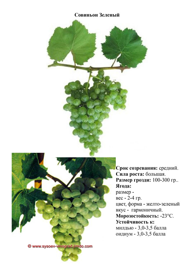 Виноград, саженцы винограда совиньон зеленый, винный виноград,  украина,  измаил