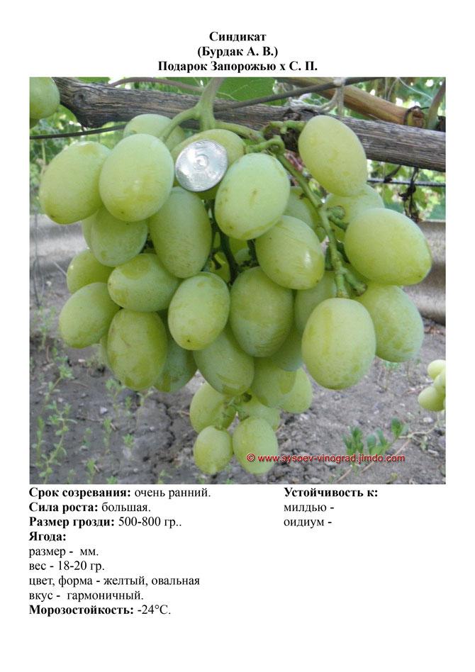 Виноград, саженцы винограда Синдикат, очень ранний виноград,  украина,  измаил