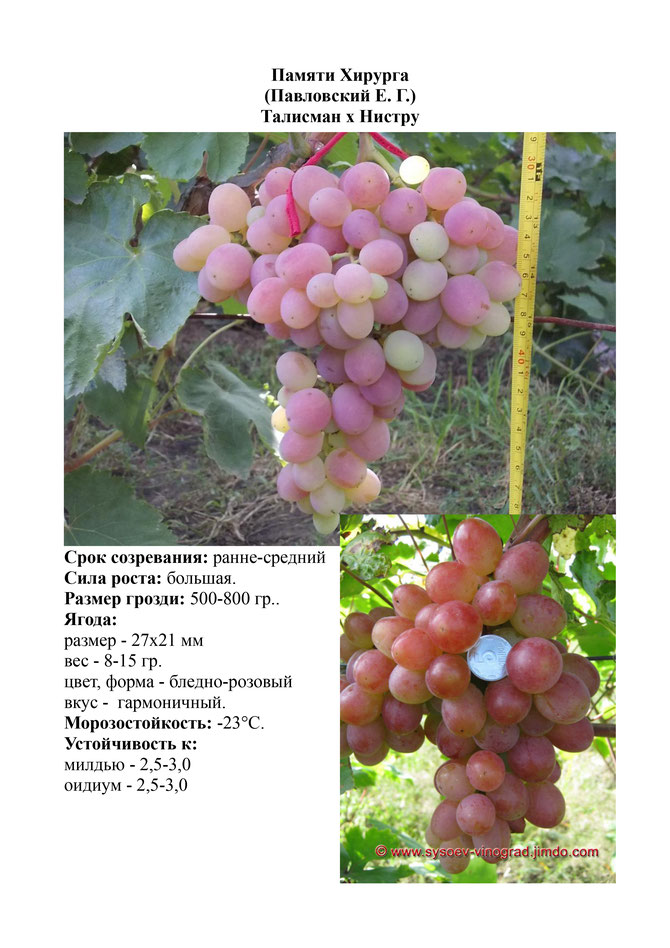 Виноград, саженцы винограда Памяти Хирурга, ранне-средний виноград,  украина,  измаил