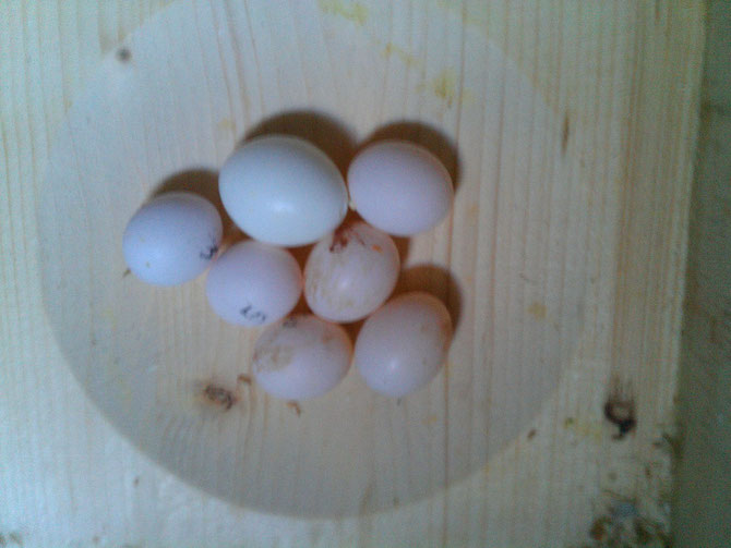Großes Ei =Kunstei; rechts davon Ei 6, links davon Ei 4 und daneben Ei 5