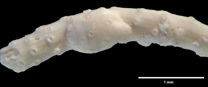 Senckenberg, Bryozoa, Bryozoen, Moostierchen, Sammlung Voigt