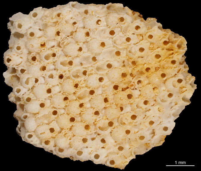 Senckenberg, Bryozoa, Bryozoen, Moostierchen, Sammlung Voigt