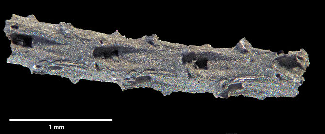 Senckenberg, Bryozoa, Bryozoen, Moostierchen, Sammlung Voigt