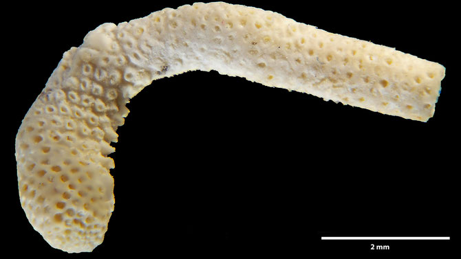 Senckenberg, Bryozoa, Bryozoen, Moostierchen, Sammlung Voigt