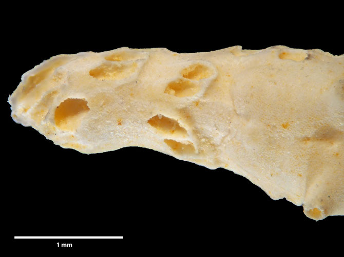 Senckenberg, Bryozoa, Bryozoen, Moostierchen, Sammlung Voigt