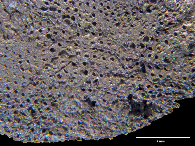 Senckenberg, Bryozoa, Bryozoen, Moostierchen, Sammlung Voigt