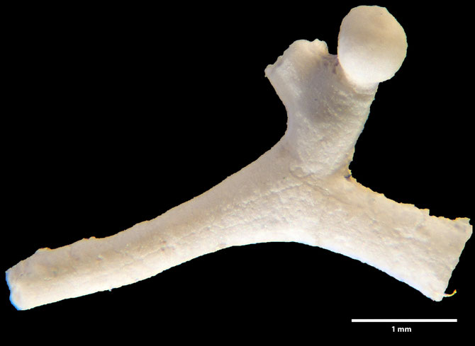 Senckenberg, Bryozoa, Bryozoen, Moostierchen, Sammlung Voigt