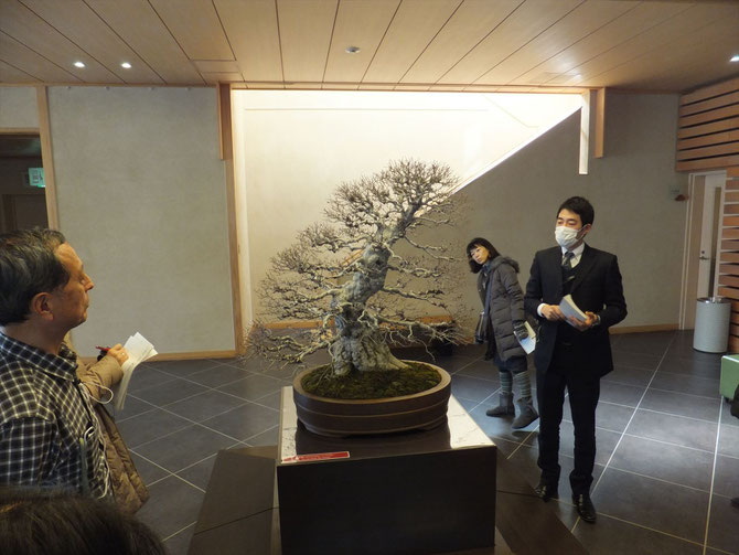 Looking down at Bonsai of maple