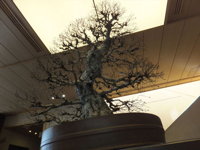 Looking up at Bonsai of maple