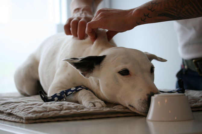 Impftraining mit Target: Der Hund hat jeder Zeit die Möglichkeit, die Behandlung zu unterbrechen