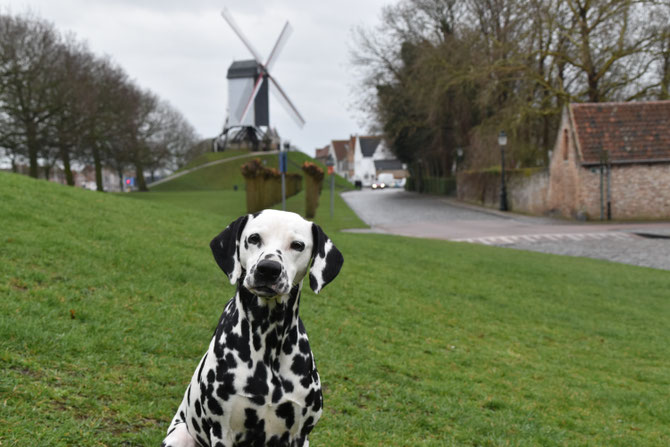 Sint-Janshuismolen in Brügge