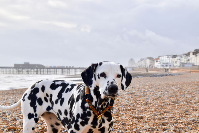 Pier in Hastings