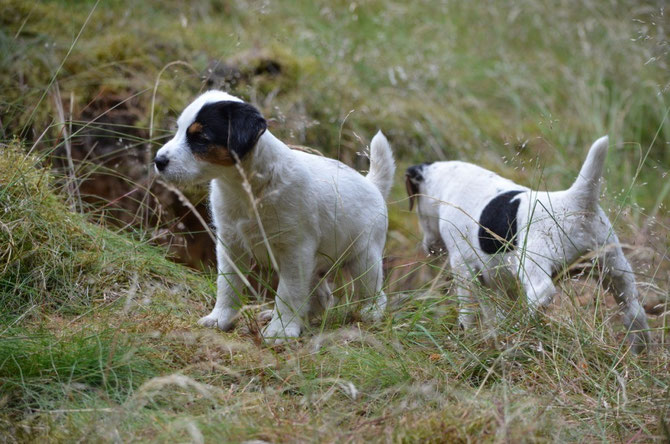 Barnie und Bart 21.06.15